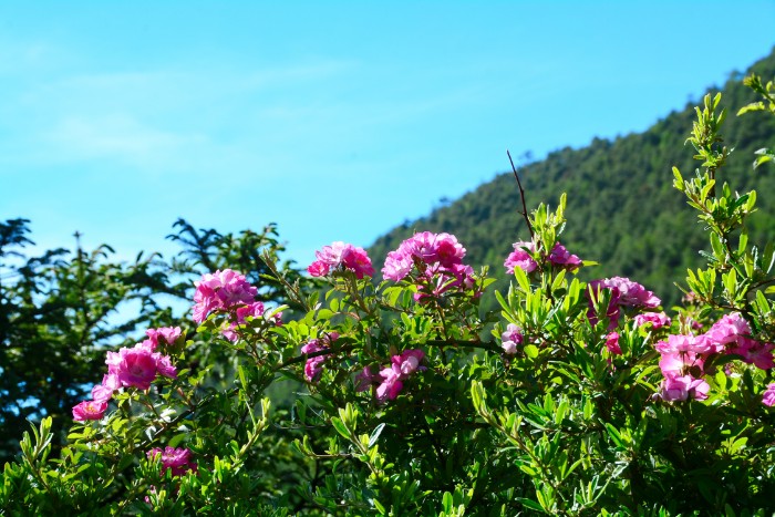 NÚI TUYẾT NGỌC LONG