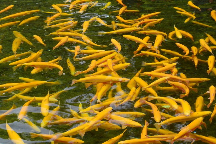 NGỌC THỦY TRẠI VÀ NỮ THẦN THIÊN NHIÊN