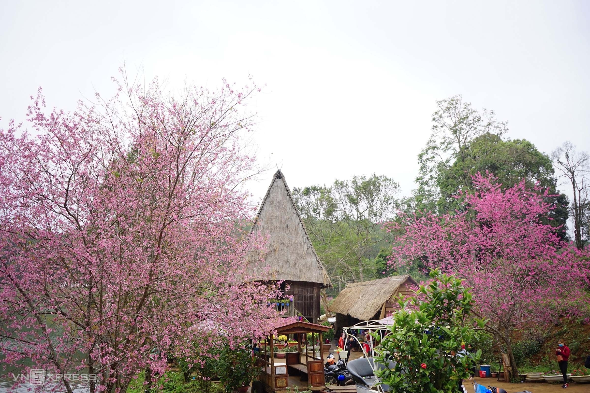 TSTtourist-mai-anh-dao-no-ro-o-mang-den-7