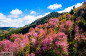 Mai anh đào Đà Lạt bung nở lộng lẫy những ngày giáp tết