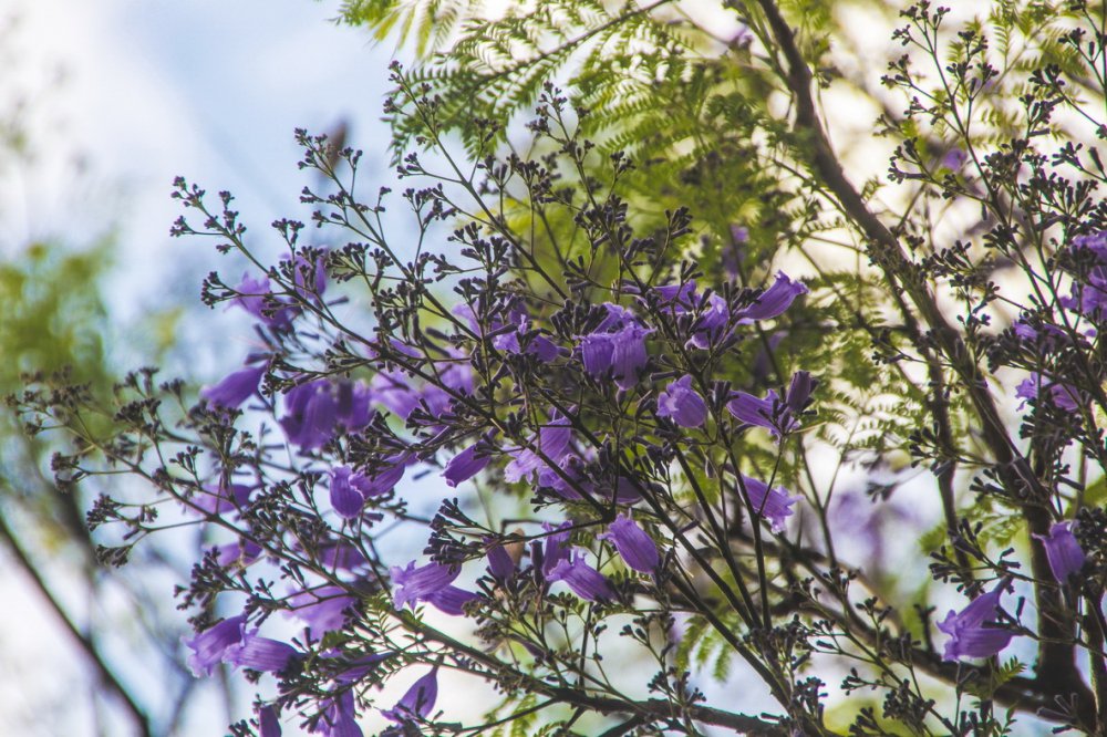 TSTtourist-da-lat-vao-mua-phuong-tim-4