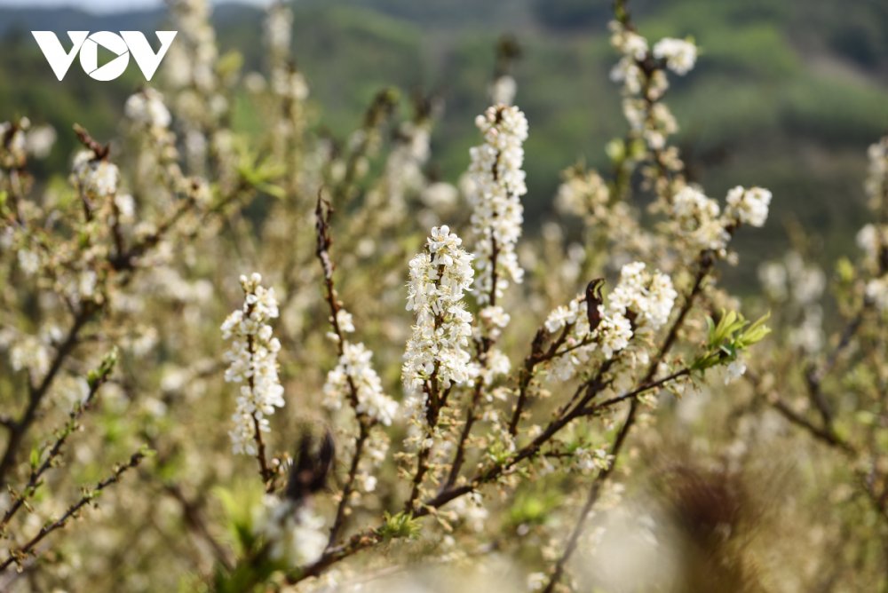 TSTtourist-hoa-man-no-trang-troi-dep-nhu-vuon-co-tich-o-bac-giang-3