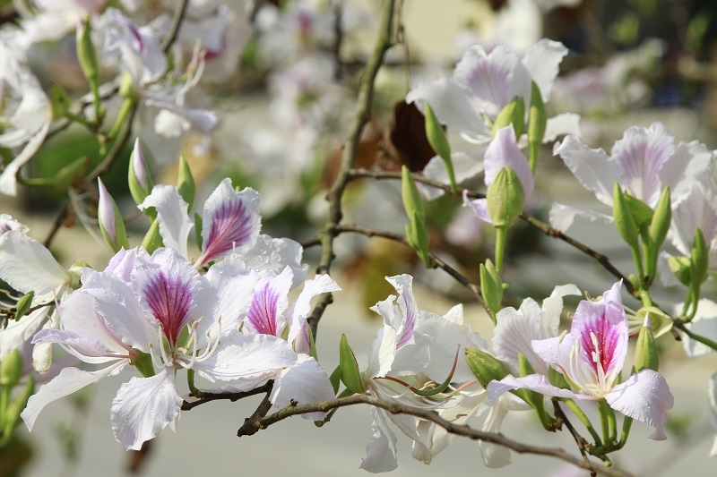 TSTtourist-mua-ban-qua-pho-1