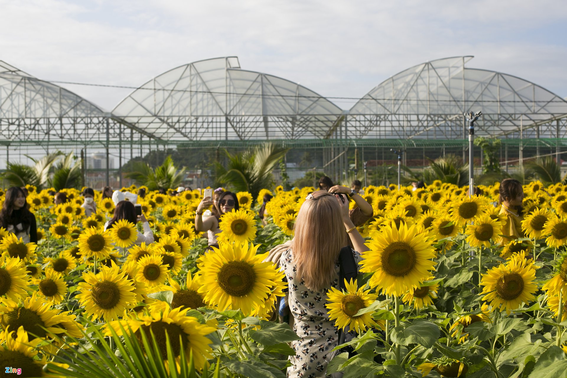 TSTtourist-vuon-hoa-huong-duong-moi-o-phu-yen-hut-khach-10