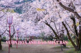 Top các vườn hoa anh đào Nhật Bản nổi tiếng