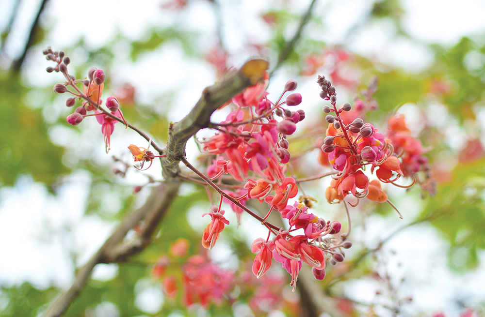 TSTtourist-mua-bong-o-moi-2