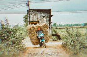 Ấn tượng mùa rơm cuộn ở vùng biên giới tỉnh Long An