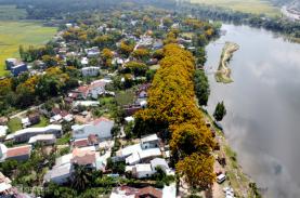 Lễ hội hoa sưa Tam Kỳ diễn ra trong ba ngày