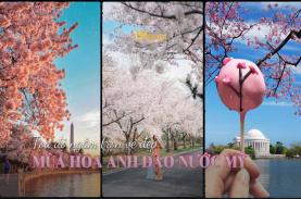 Ngắm hoa anh đào khoe sắc tại thủ đô của nước Mỹ