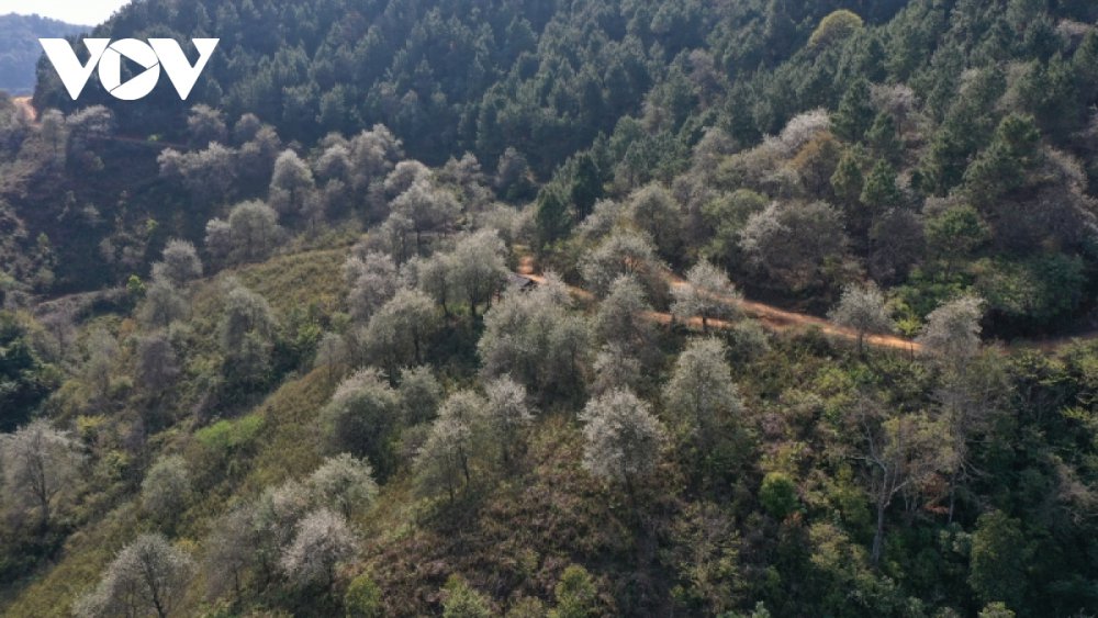 TSTtourist-ban-mong-mu-cang-chai-dep-nhu-tranh-trong-mua-son-tra-no-hoa-3