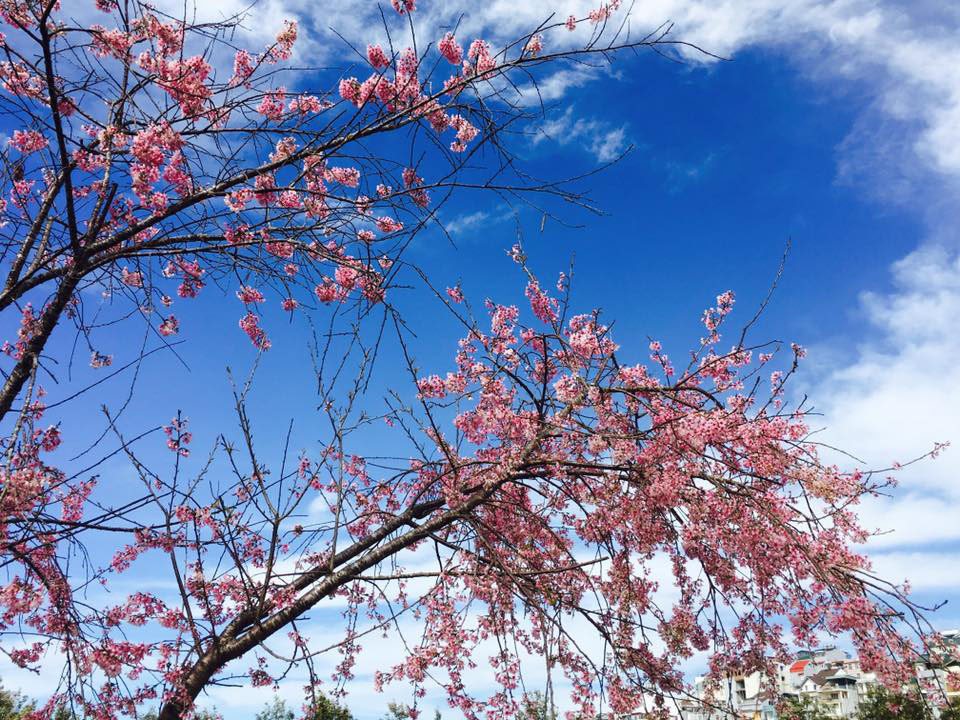 TSTtourist-da-lat-vao-top-3-diem-den-ngam-hoa-dep-nhat-the-gioi-4