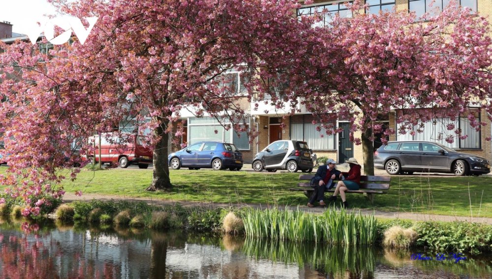 TSTtourist-ha-lan-dep-nao-long-giua-mua-hoa-anh-dao-7