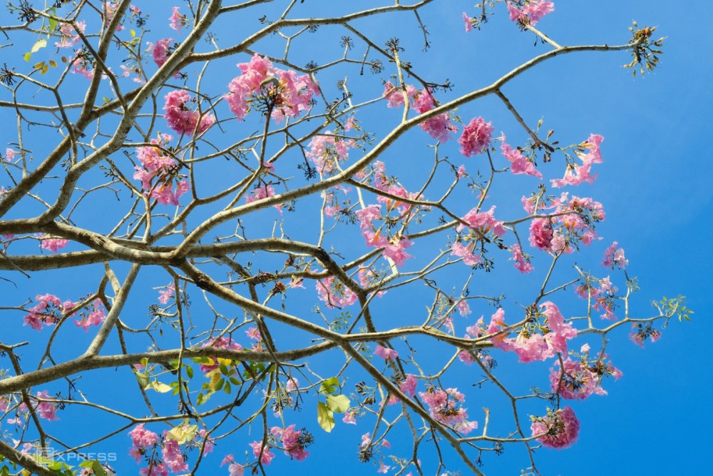 TSTtourist-mua-hoa-ken-hong-o-soc-trang-3