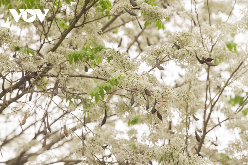 TSTtourist-thang-3-ha-noi-dep-ngo-ngang-mua-hoa-sua-no-trang-muot-3