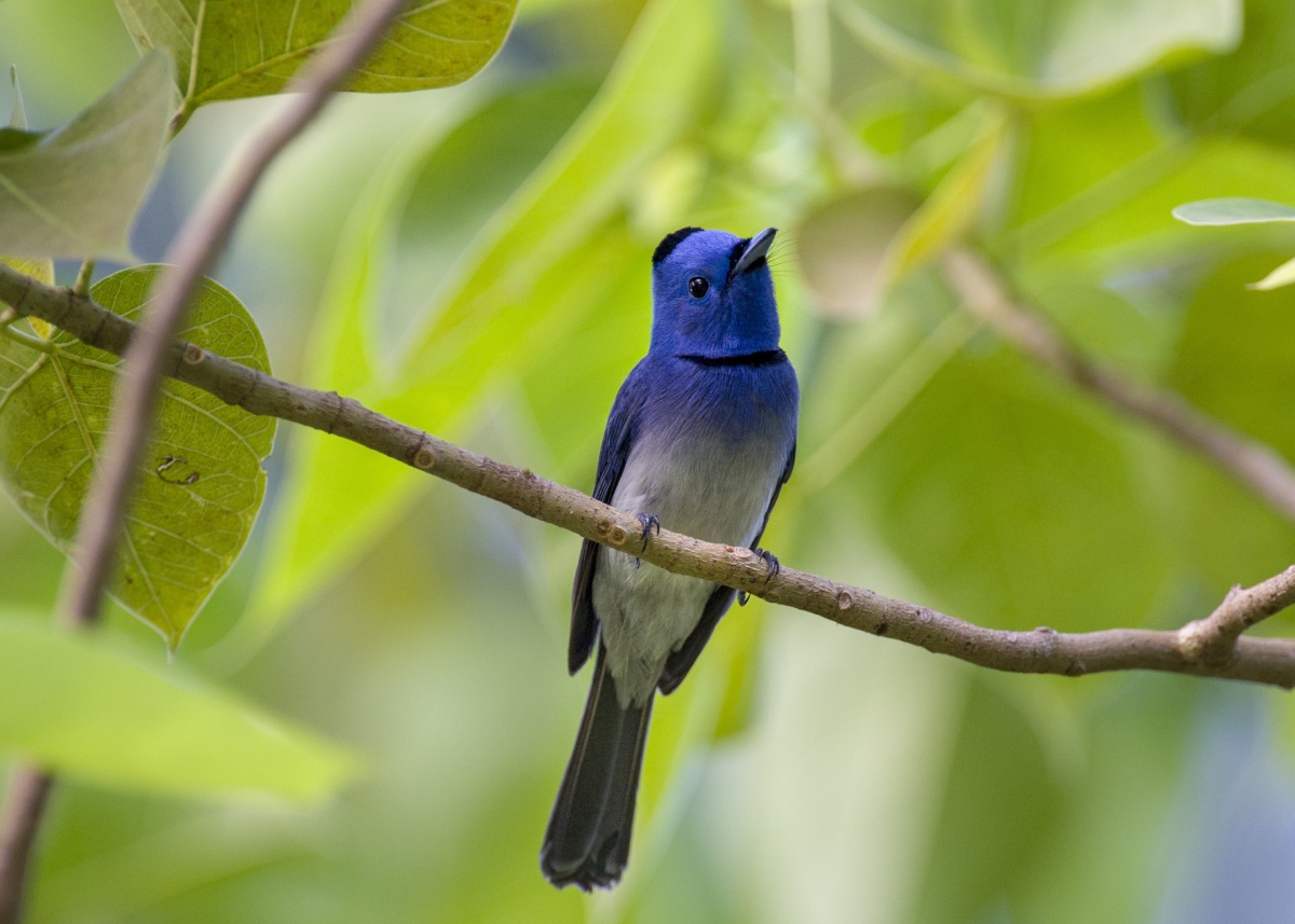 TSTtourist-thu-vui-chup-anh-chim-giua-tp-hcm-5