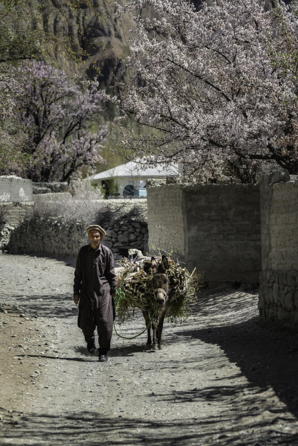 TSTtourist-mua-xuan-o-pakistan-qua-ong-kinh-khach-viet-7