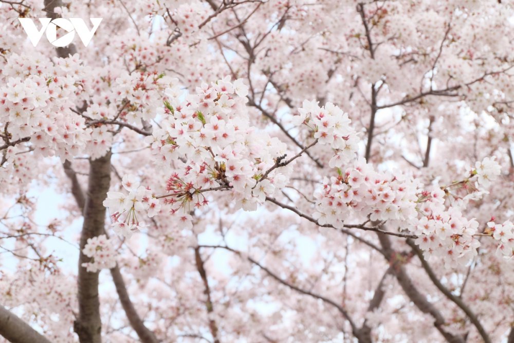 TSTtourist-phu-hoa-anh-dao-xu-kim-chi-2_1