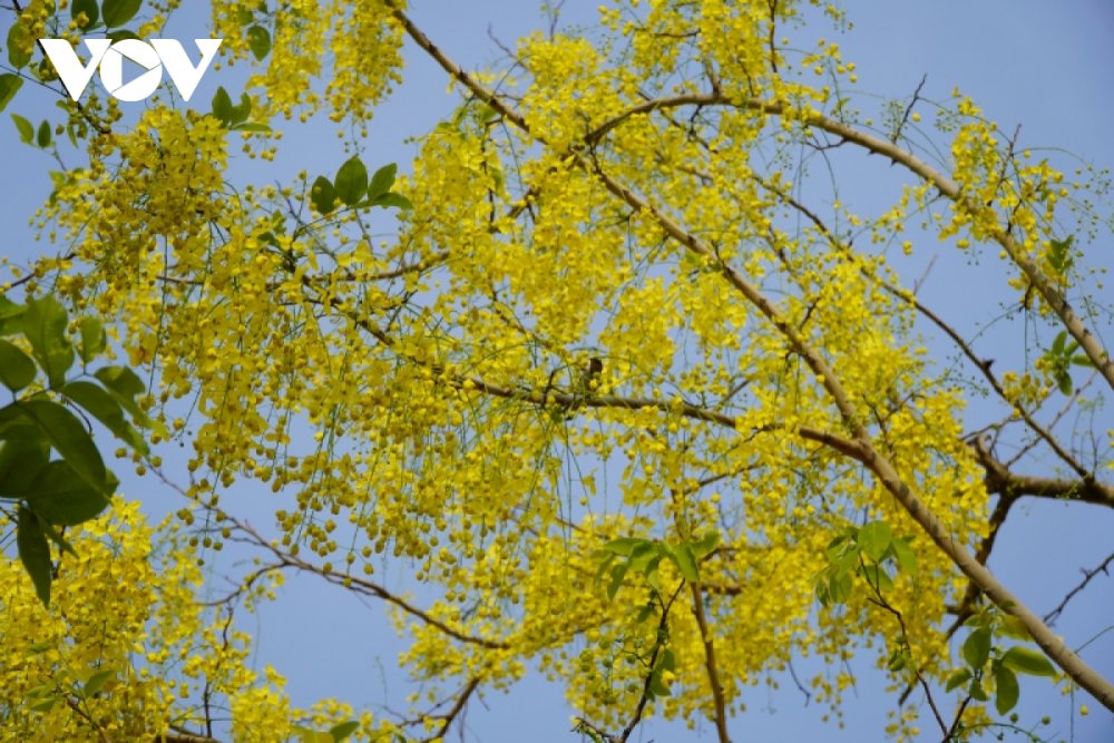 TSTtourist-ruc-ro-hoa-dok-khun-sac-mau-tet-co-truyen-cua-dat-nuoc-trieu-voi-7