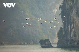 Ngắm Hạ Long yên bình với những đàn cò trắng