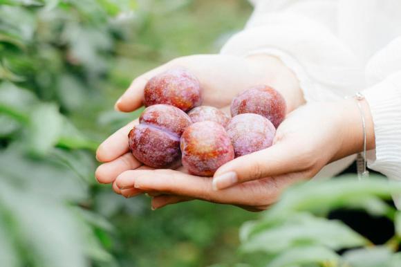 Hai ngày sống ẩn dật ở Mộc Châu