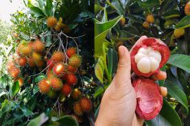 Những vườn trái cây trĩu quả gần TP HCM