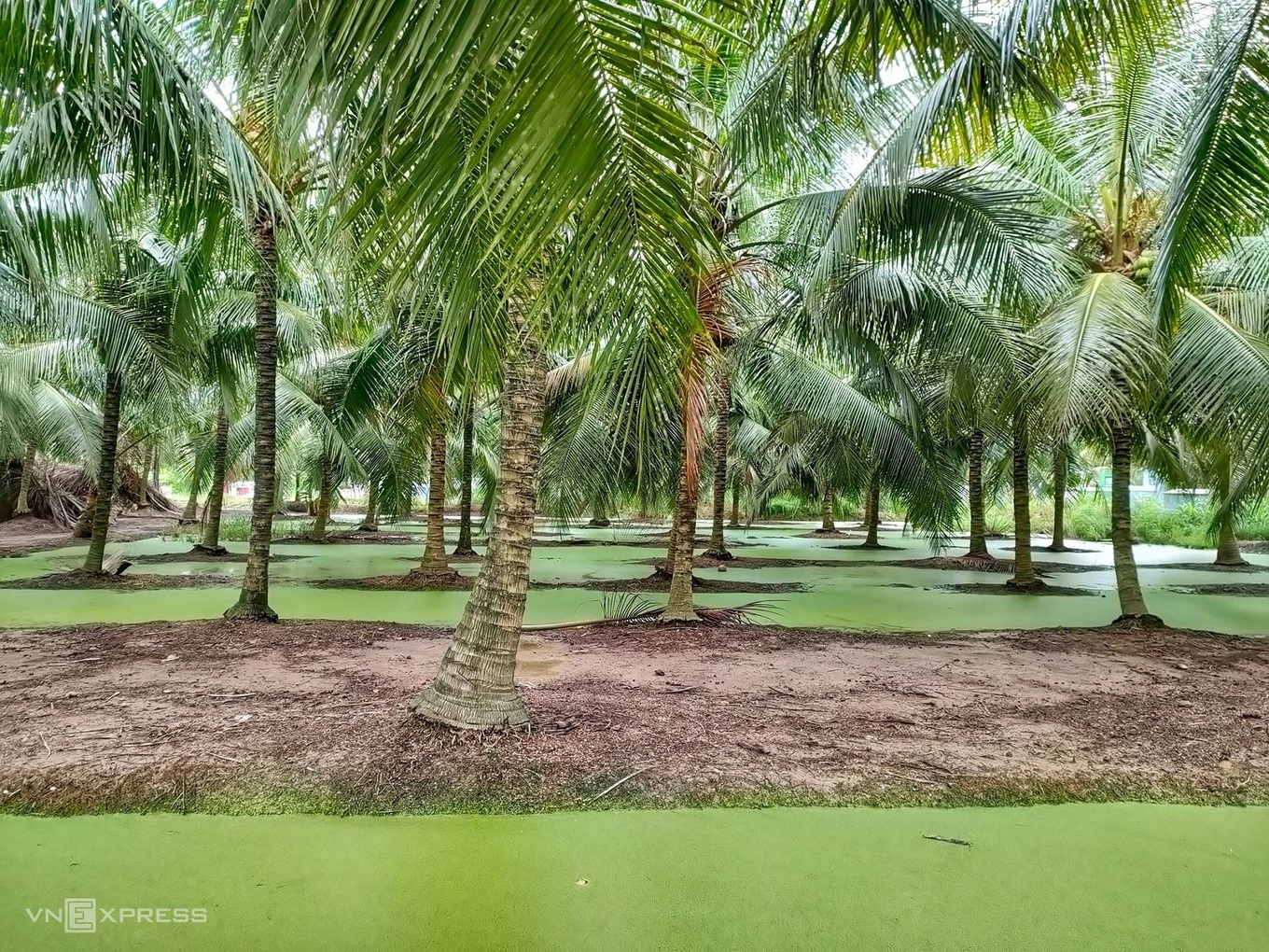 TSTtourist-xu-dua-ben-tre-yen-binh-5