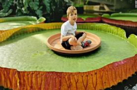 Phát hiện loài hoa súng lớn nhất thế giới: Lá rộng hơn 3 mét, chịu tải được 2 người