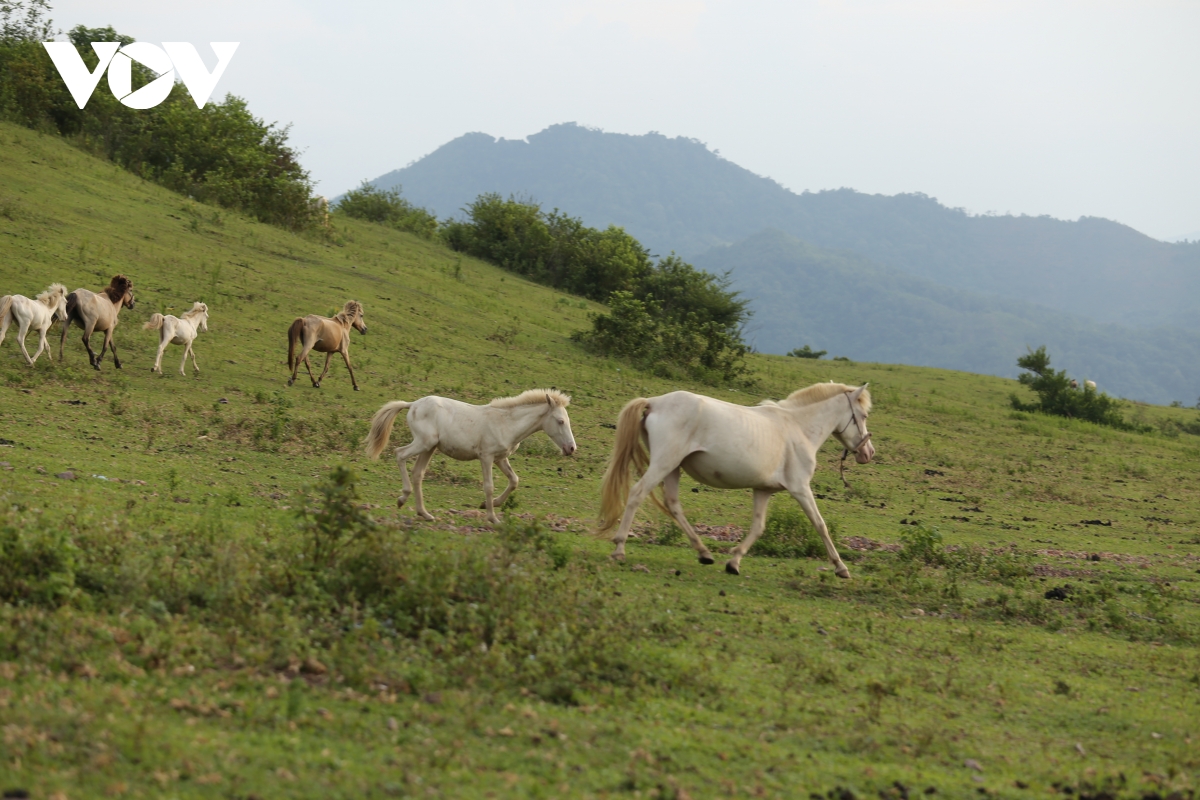 TSTtourist-den-tham-vuong-quoc-ngua-bach-xu-lang-3