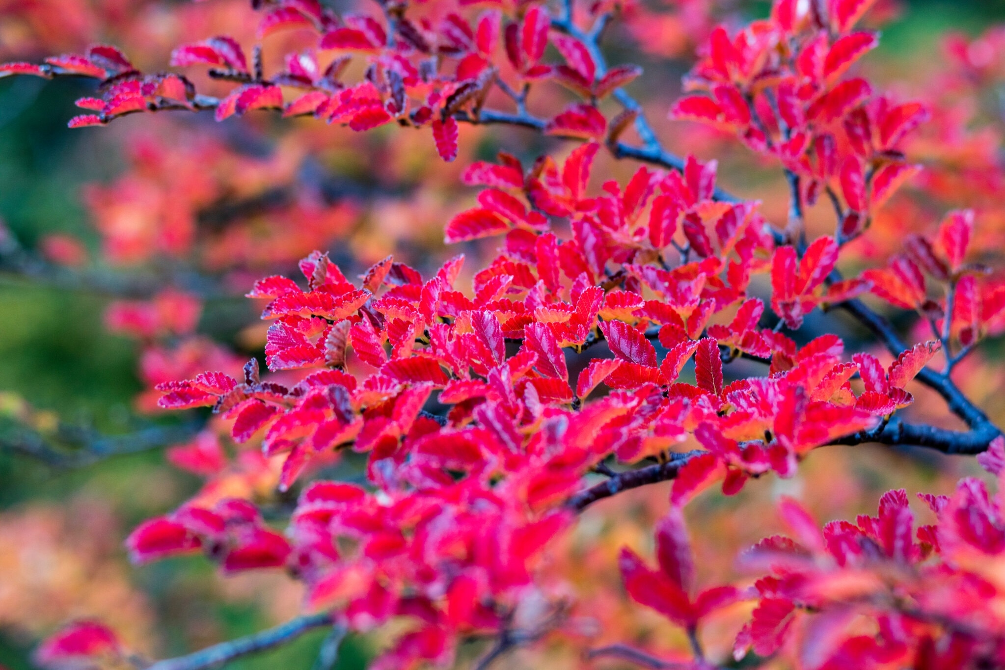 TSTtourist-mua-thu-o-noi-tan-cung-trai-dat-6