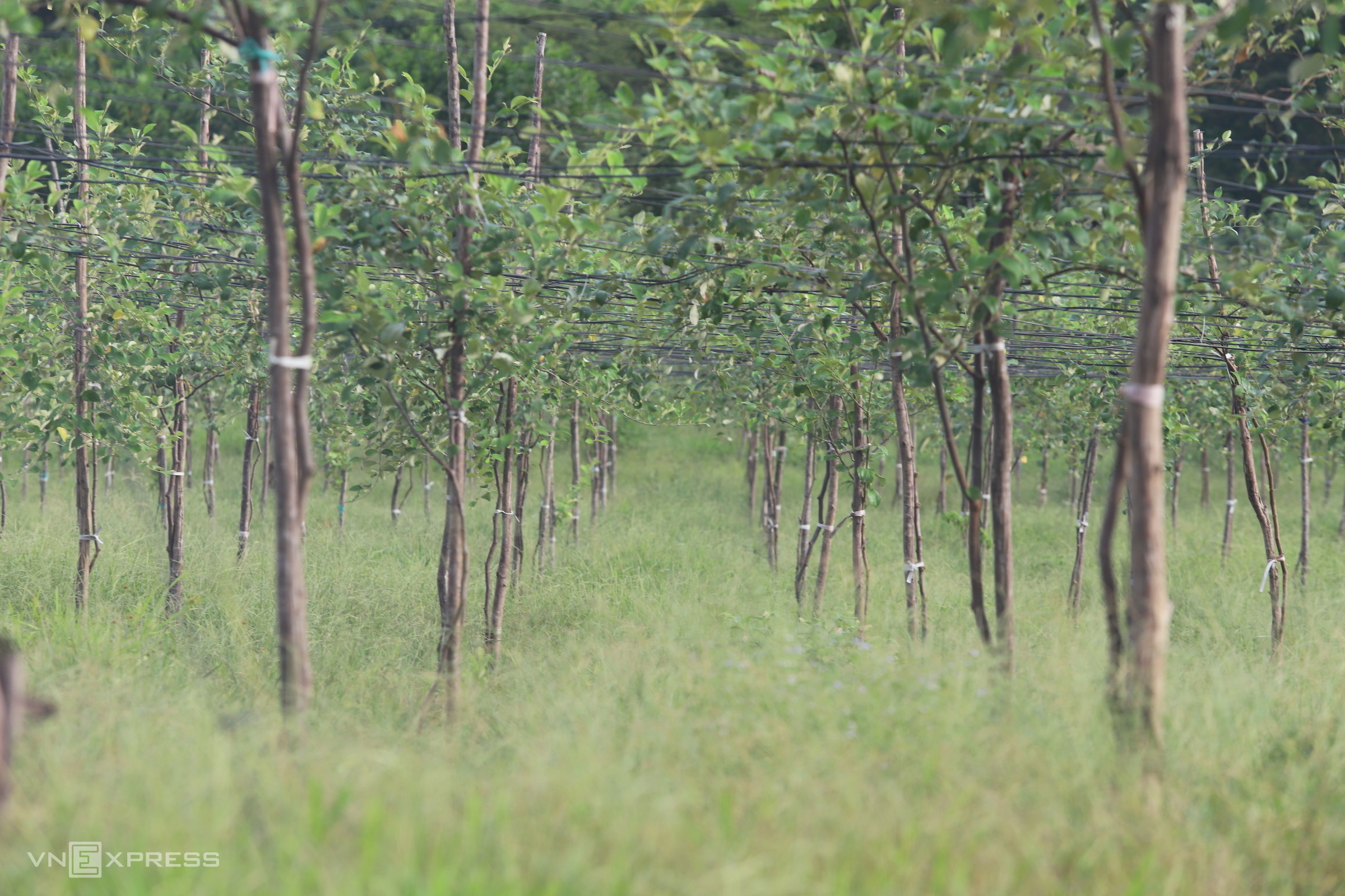 TSTtourist-noi-du-khach-bo-pho-len-rung-o-ha-tinh-6