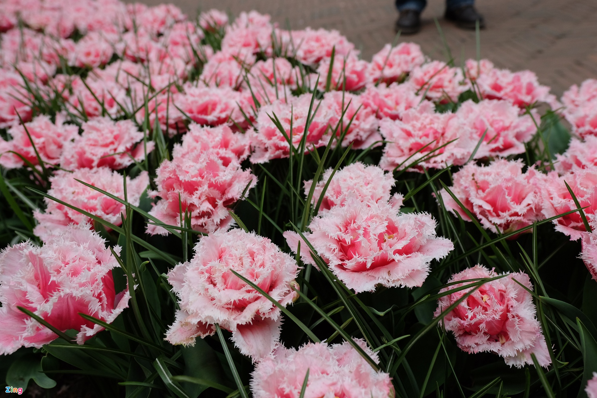 TSTtourist-noi-duoc-menh-danh-khu-vuon-cua-chau-au-3