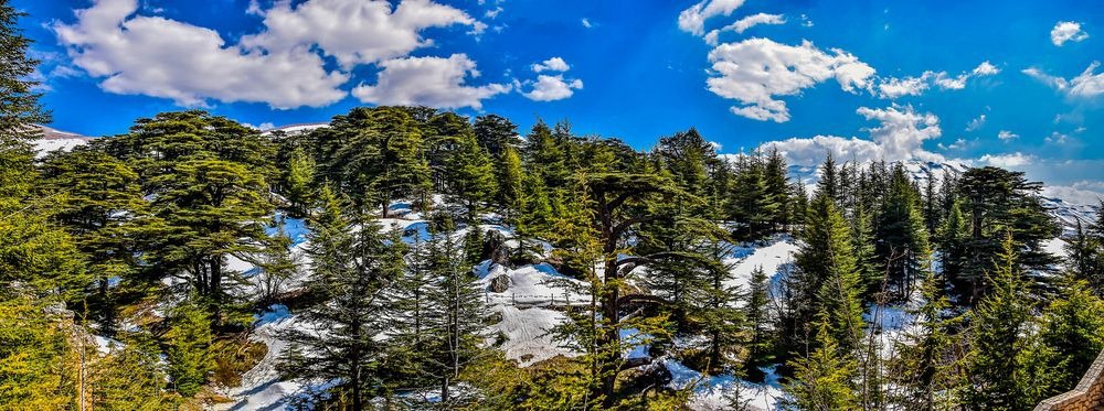 TSTtourist-rung-tuyet-tung-cua-chua-o-lebanon-2