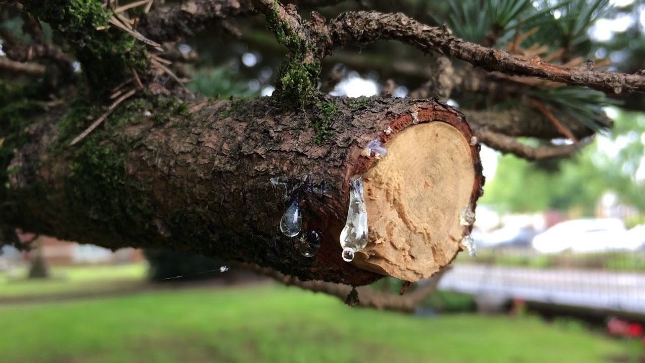 TSTtourist-rung-tuyet-tung-cua-chua-o-lebanon-5