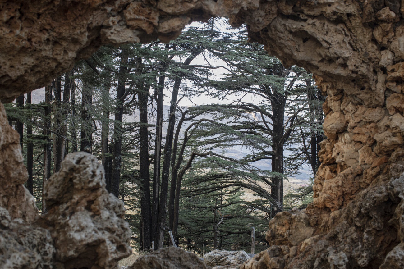 TSTtourist-rung-tuyet-tung-cua-chua-o-lebanon-9