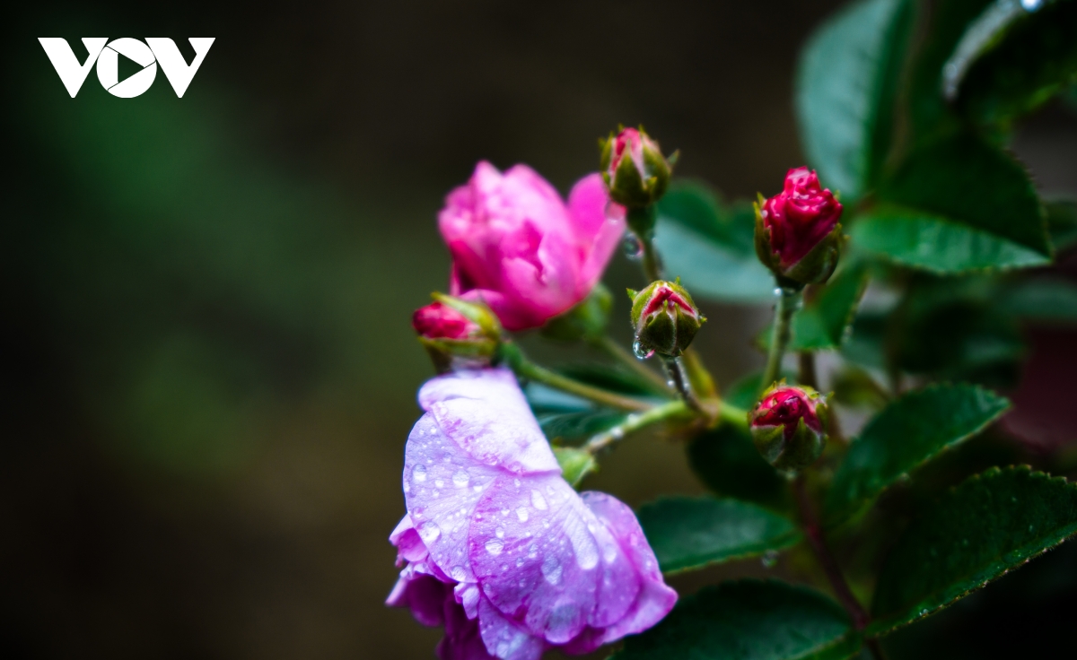 TSTtourist-sin-suoi-ho-ban-du-lich-cong-dong-nguyen-so-va-yen-binh-12