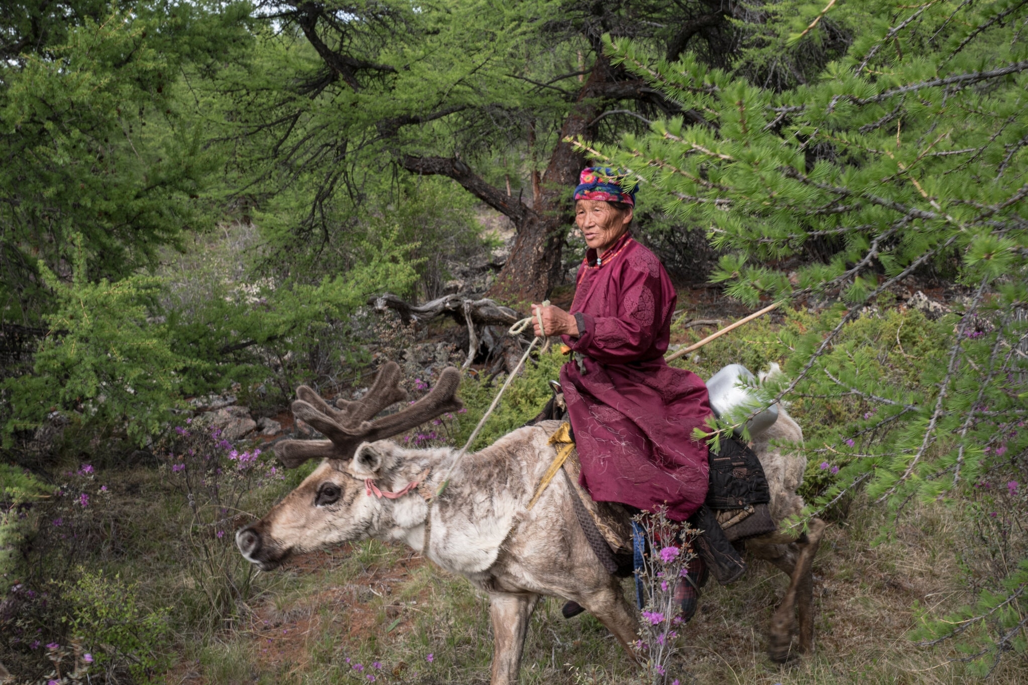 TSTtourist-theo-dau-chan-du-muc-mong-co-2