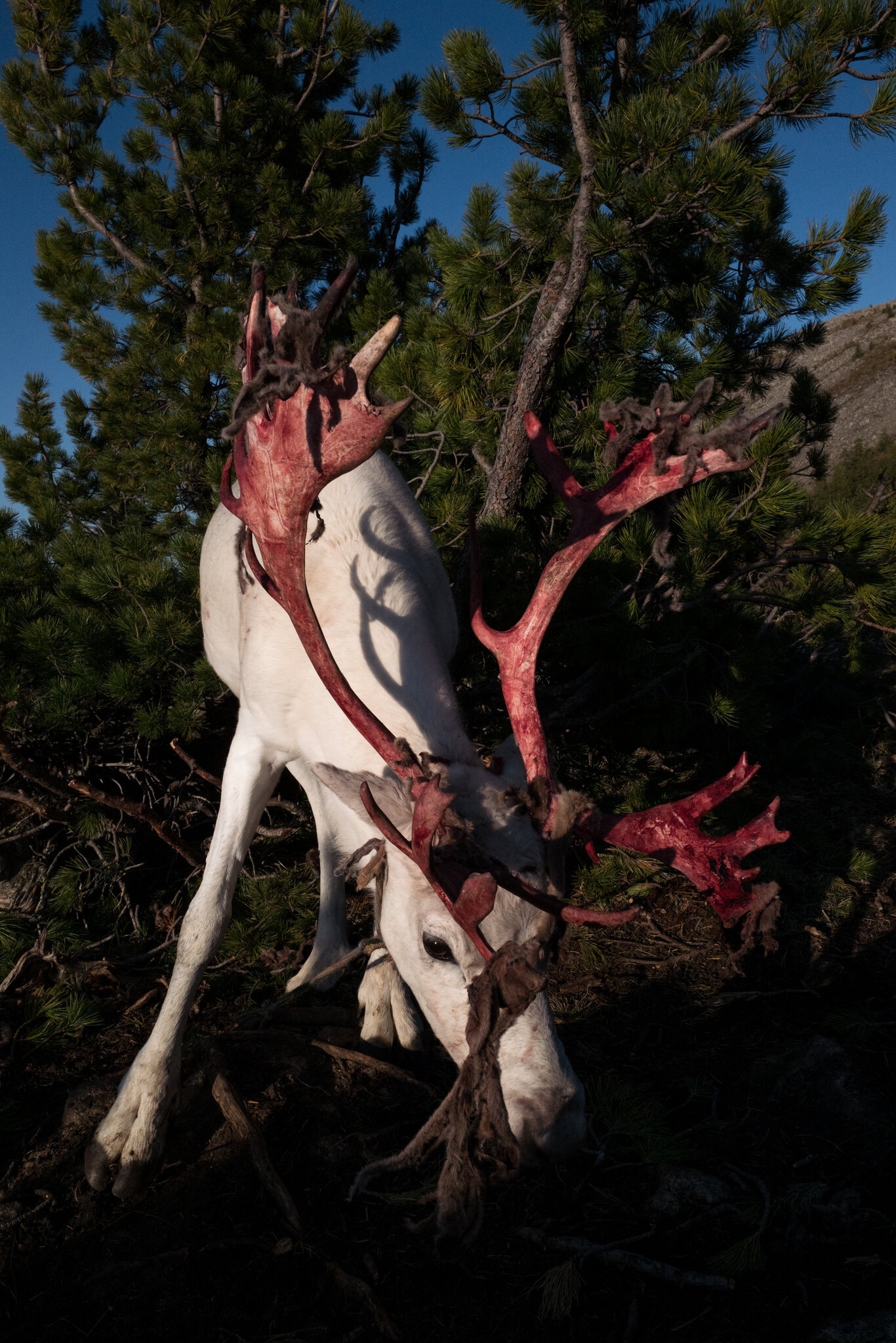 TSTtourist-theo-dau-chan-du-muc-mong-co-3