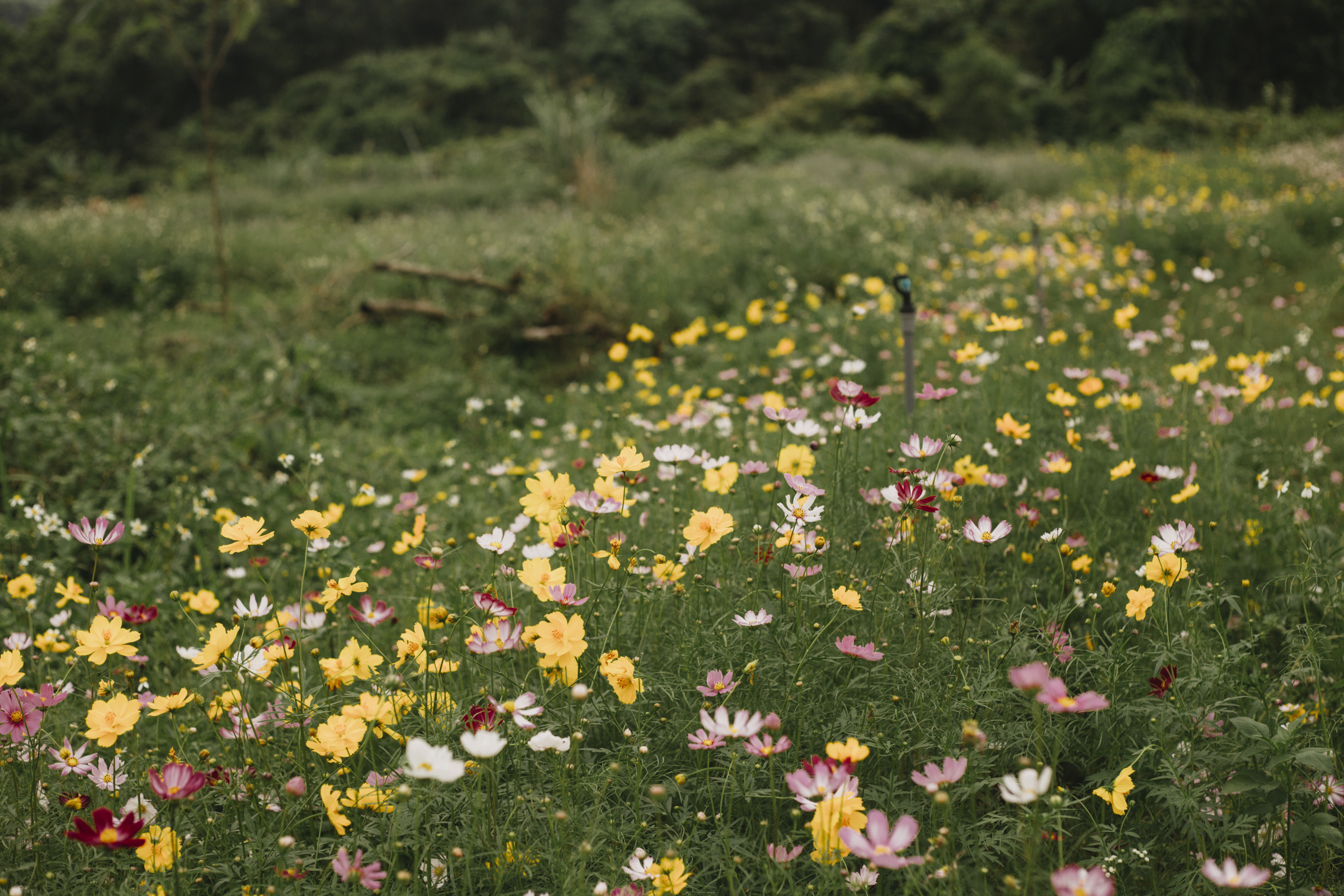 TSTtourist-vo-chong-thanh-hoa-bo-pho-ve-ngon-doi-khong-dien-luoi-lam-ngoi-nha-dep-nhu-homestay-da-lat-15_1