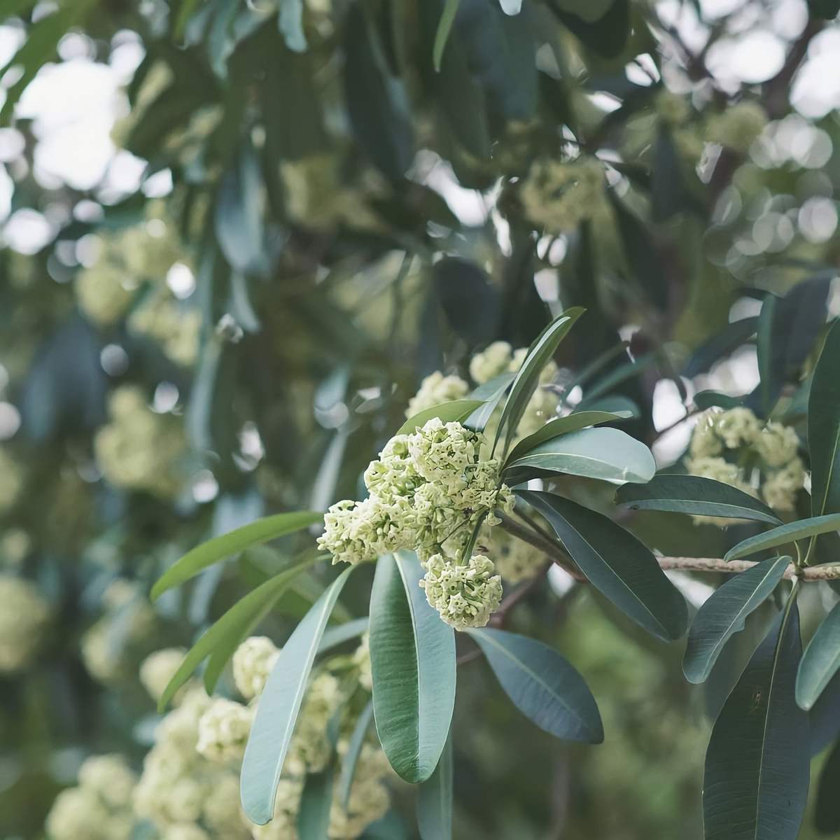 Nồng nàn hoa sữa phảng phất trong hương thu Hà thành