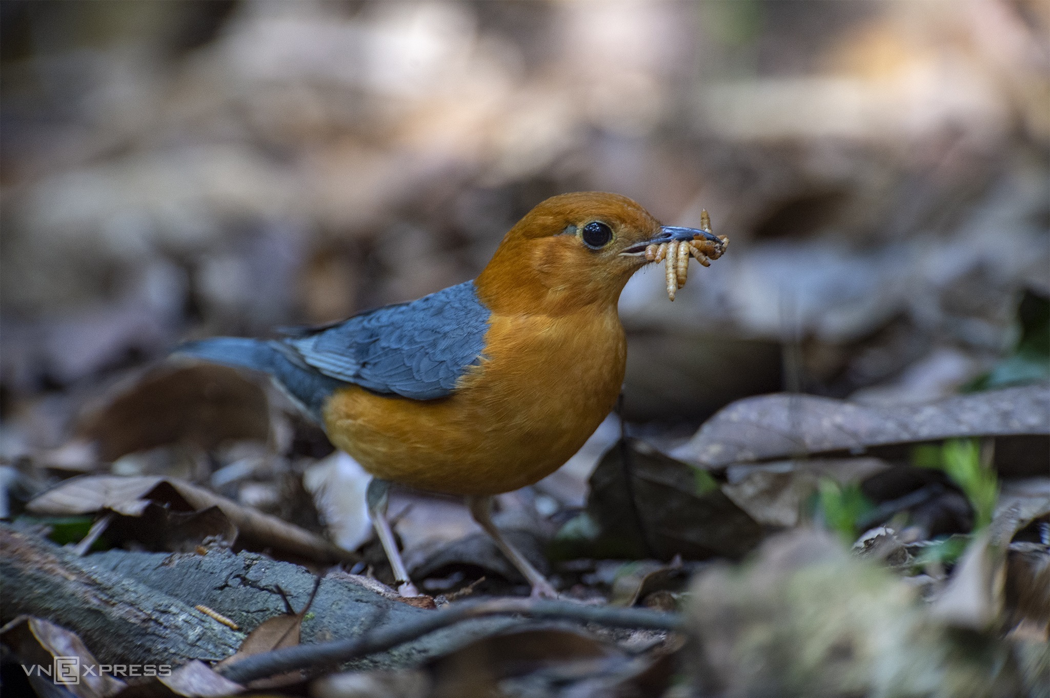 TSTtourist-du-lich-san-chim-la-o-da-lat-8