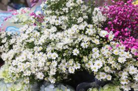 Mê đắm những sắc hoa Hà Nội ngày cuối thu