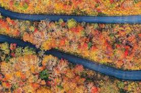 Thời điểm lá vàng lá đỏ ở Nhật Bản thu 2022