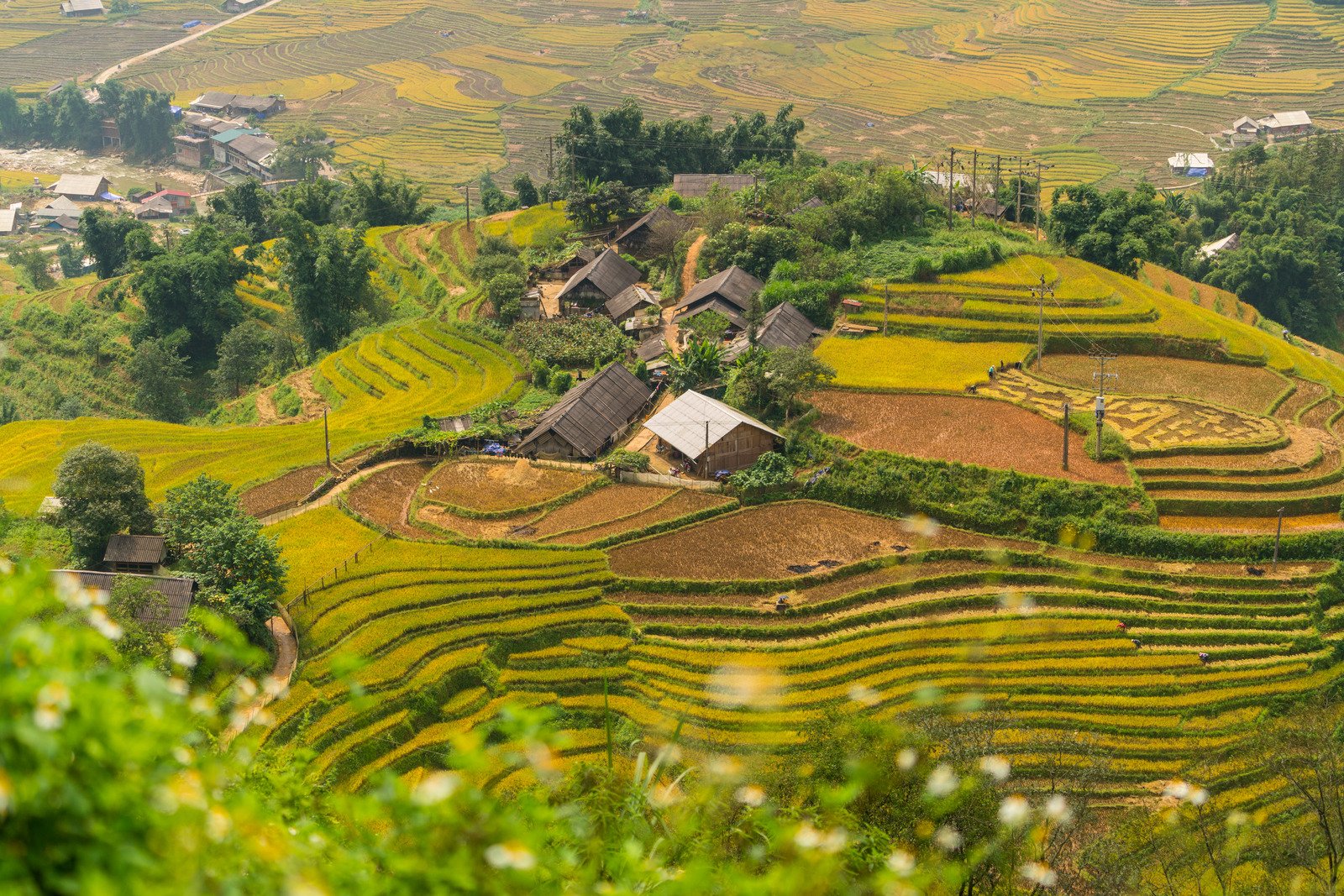 Mù Cang Chải có đến hai mùa lúa chín trong năm