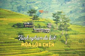 Kinh nghiệm du lịch mùa lúa chín