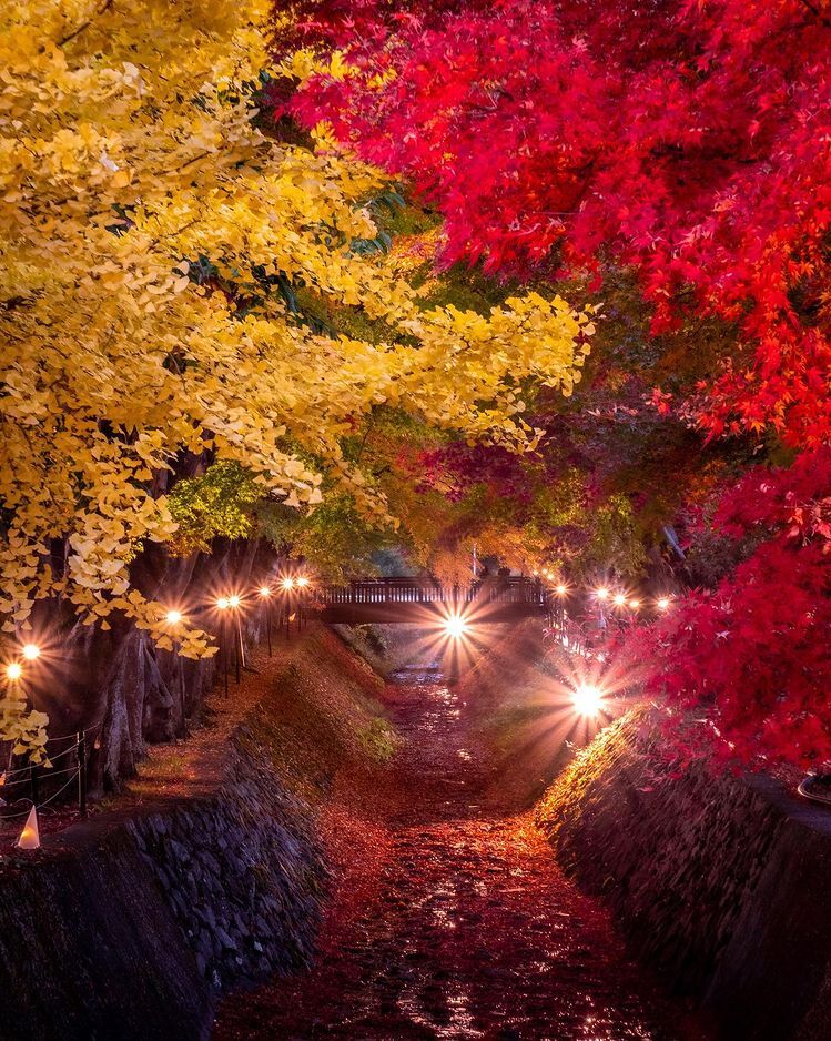 TSTtourist-la-phong-do-rop-troi-thu-nhat-ban-3