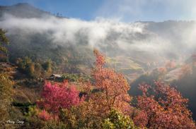 Thổn thức ngắm sắc hồng rực của hoa Tớ dày phủ kín núi đồi Tây Bắc