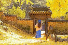 Thành phố hút khách nhờ cây ngân hạnh hơn 440 tuổi